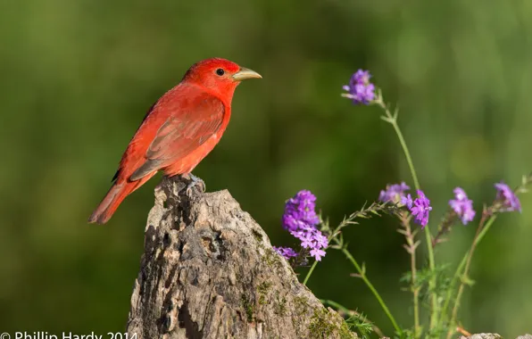 Flowers, background, bird, stump