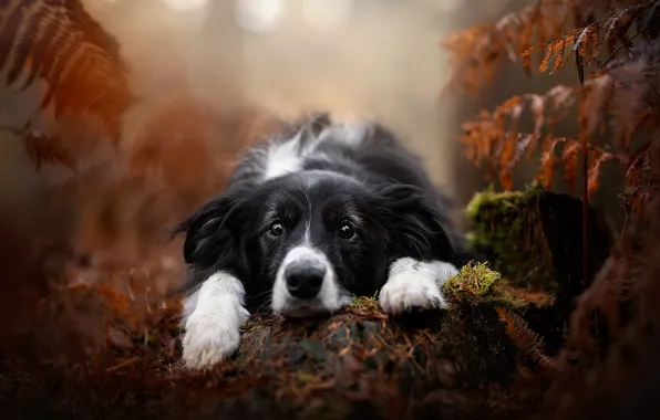 Autumn, forest, look, leaves, light, nature, black and white, stump