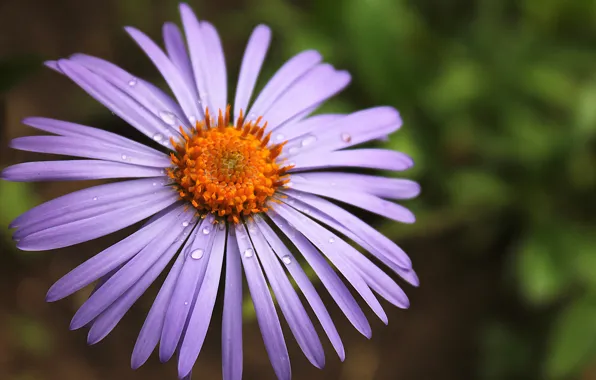 Macro, flowers, droplets