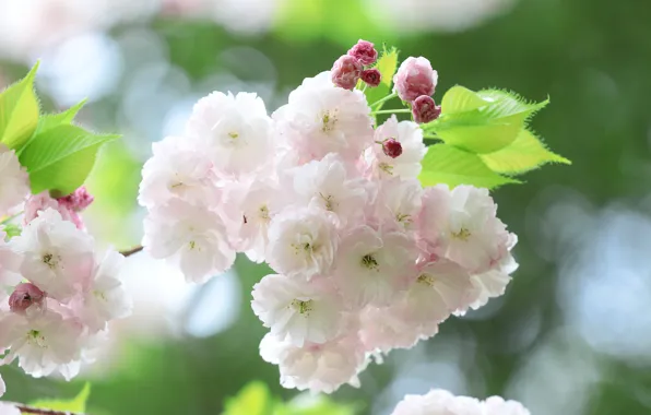 Leaves, flowers, branch, spring, Sakura, white, buds, flowering