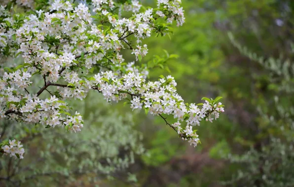 Picture flowers, branches, spring, flowering