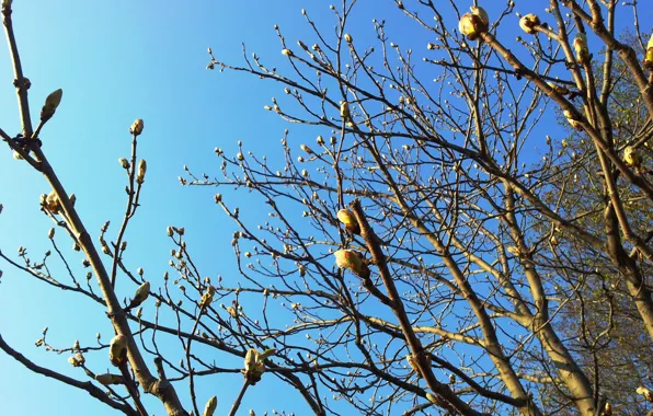Picture the sky, spring, Branches, kidney