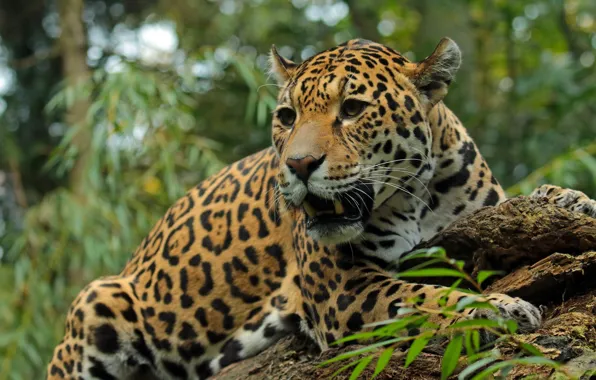 Picture predator, Jaguar, wild cat