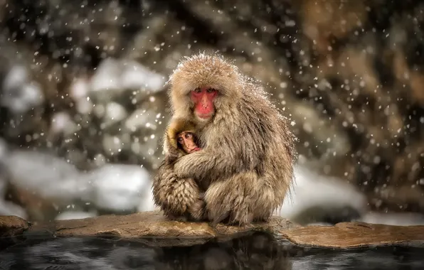 Picture winter, snow, cub, mom, Japanese macaque, macaca fuscata