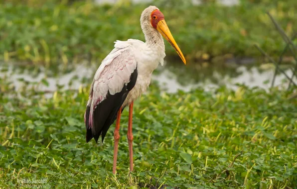 Yellow, stork, billed, mycteria ibis