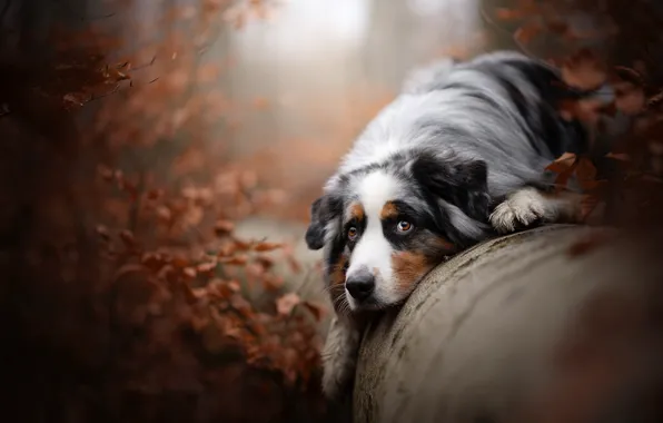 Picture autumn, look, dog, log, Australian shepherd, Aussie