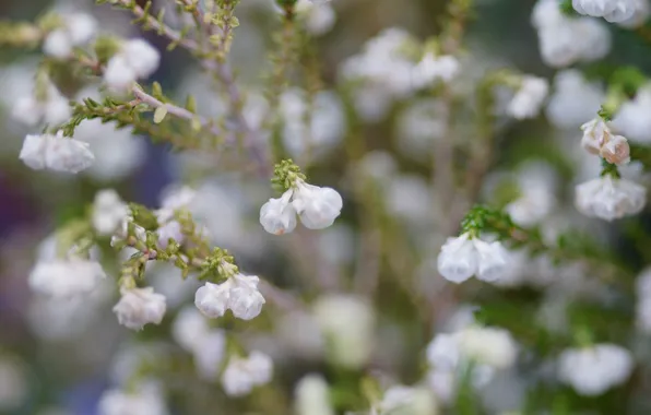 Flowers, white, small, Heather