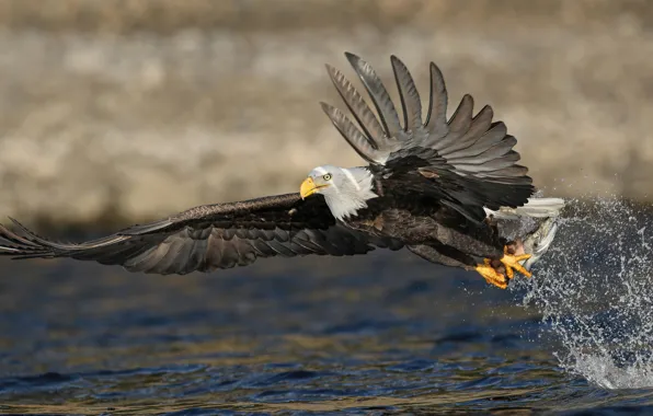 Squirt, bird, fishing, fish, pond, the rise, predatory, mining