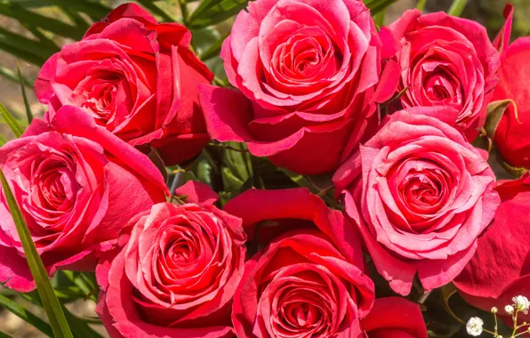 Flowers, bouquet, Roses