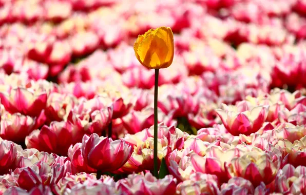 Field, light, flowers, yellow, bright, spring, garden, tulips
