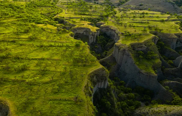 Green, forest, cliffs