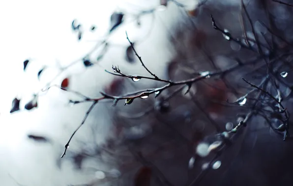 Picture drops, macro, branches, photo, background, rain, branch, Wallpaper