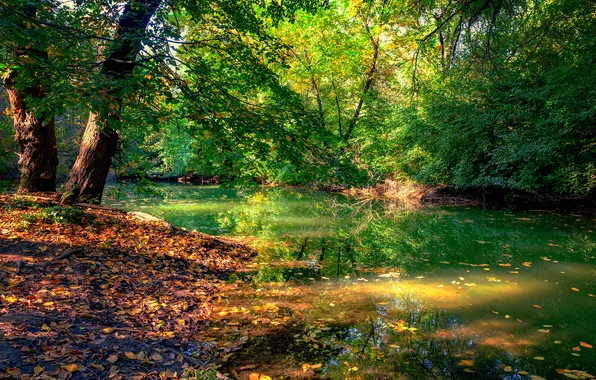 Green, trees, water, pond