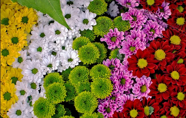 Colorful, chrysanthemum, a lot