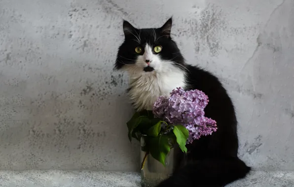 Picture black and white, flowers, look, cat, pose, background, wall, bouquet