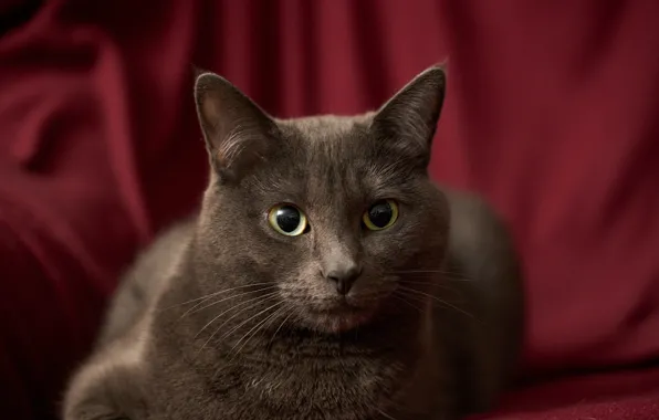 Cat, look, background, portrait, muzzle