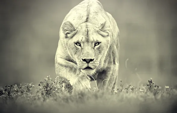 Picture predator, hunting, lioness