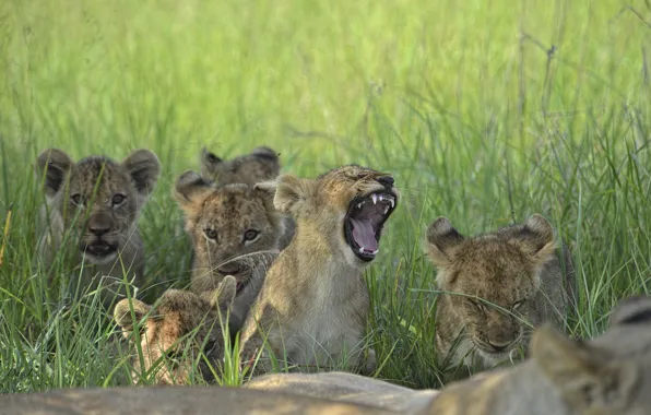 Picture grass, cats, family, the cubs, roar