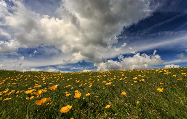 Picture field, the sky, flowers, nature, the steppe