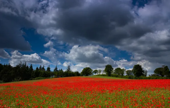 Field, the sky, trees, flowers, clouds, Maki, meadow