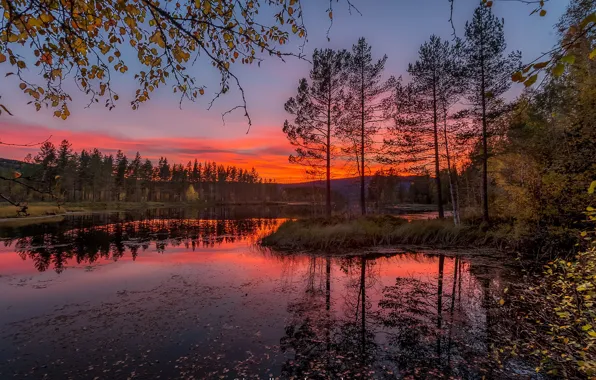 Autumn, leaves, trees, sunset, branches, Norway, river, Jorn Allan Pedersen