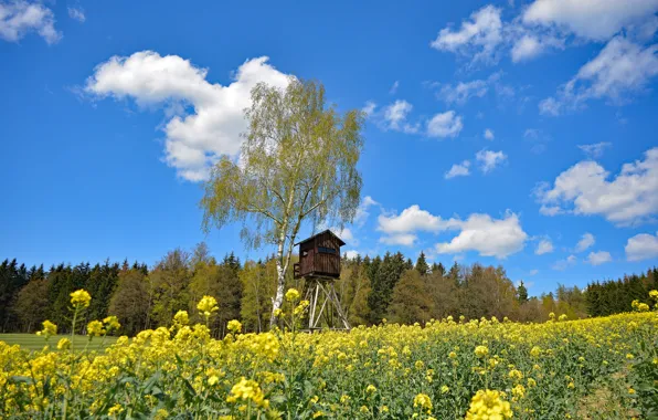 Field, summer, rape