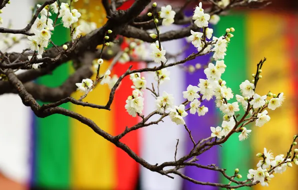 Flowers, branches, bright, cherry, strip, background, rainbow, spring