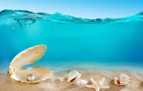 Sand, sea, the ocean, the bottom, shell, underwater, ocean, sand