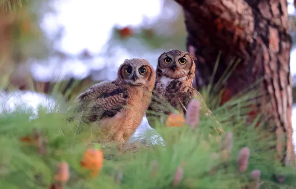 Birds, nature, tree, owl, owls, a couple, needles, two owls