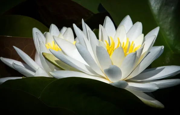 Leaves, macro, flowers, Lily, two, petals, white, water lilies