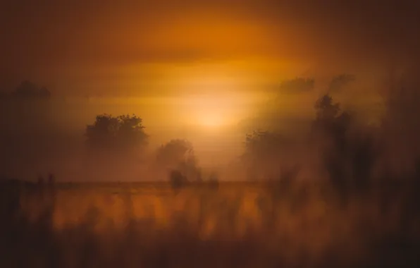 Picture field, trees, sunset, fog, the evening, meadow