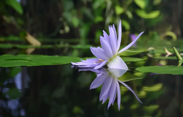 Water, reflection, petals, Nymphaeum, water Lily