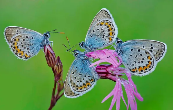 Flowers, nature, butterfly, moth