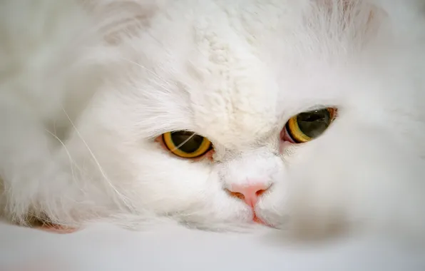 Picture cat, eyes, cat, look, muzzle, Persian cat