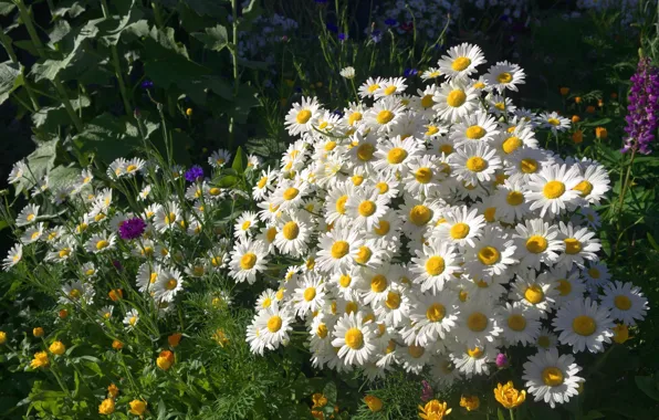 Summer, chamomile, flowerbed, escholzia