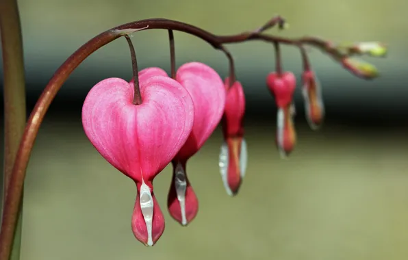 Flowers, pink, stem, the bleeding heart is gorgeous, Lamprocapnos spectabilis