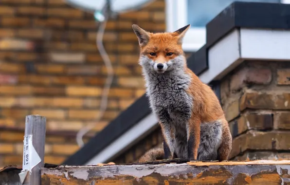Roof, look, wall, home, brick, window, Fox, red