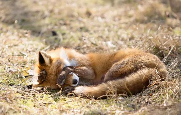 Nature, background, Fox