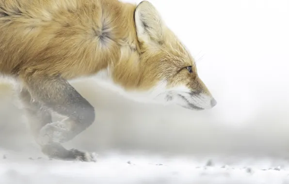 Nature, Fox, beast