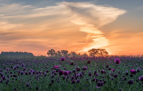 Picture field, summer, the sky, clouds, light, sunset, flowers, dawn
