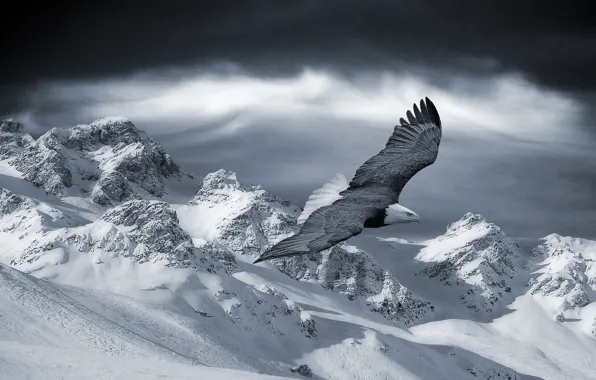 Winter, snow, flight, mountains, eagle