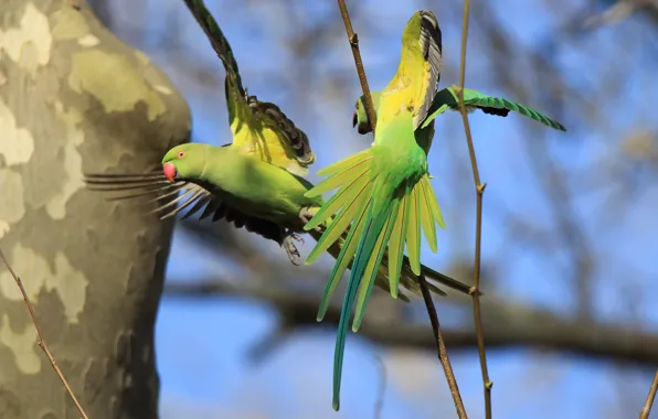 Pair, parrots, green