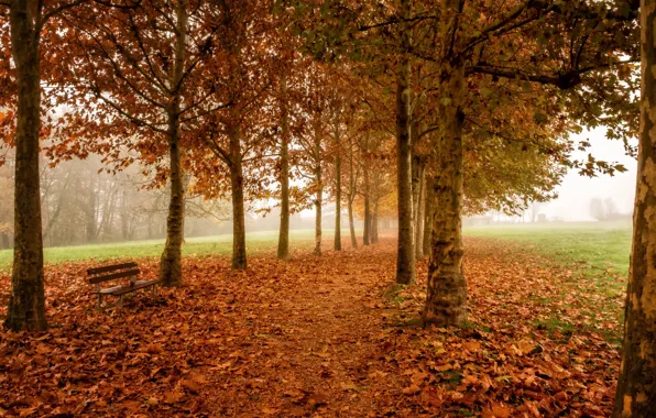 Picture nature, Park, bench