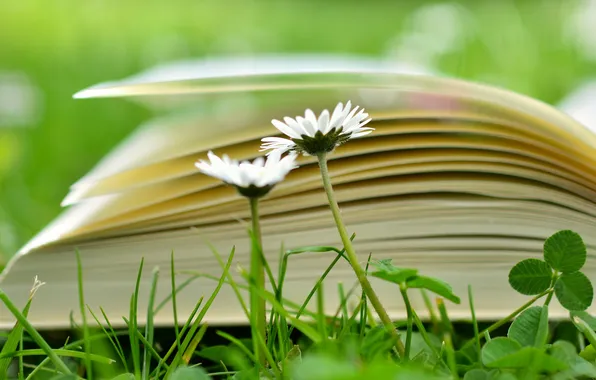 Flower, grass, nature, plants, book