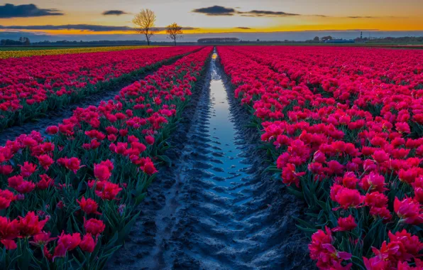 Field, landscape, sunset, flowers, nature, tulips, plantation