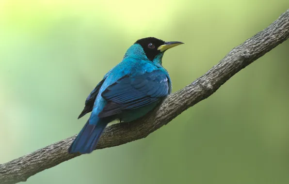 Picture branches, bird, wildlife, tanagers-medonosy