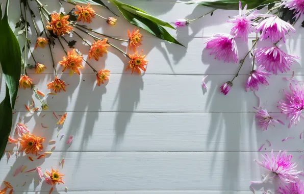 Flowers, colorful, chrysanthemum, heart, flowers, romantic