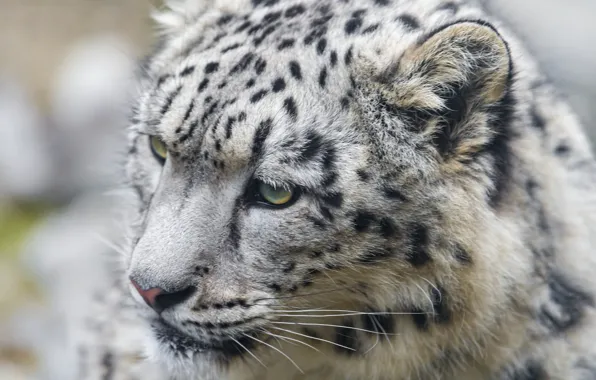 Picture cat, face, IRBIS, snow leopard, kitty, ©Tambako The Jaguar