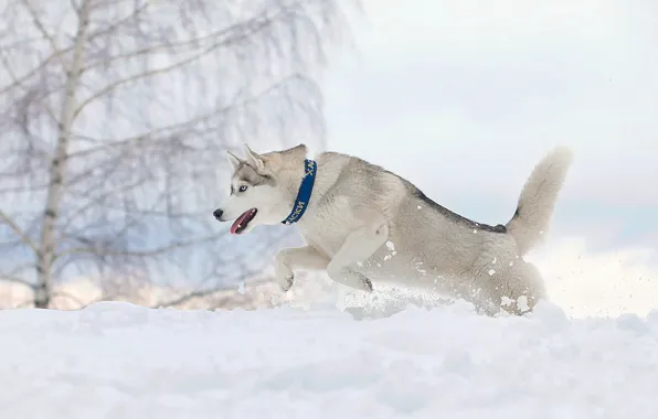 Snow, dog, running