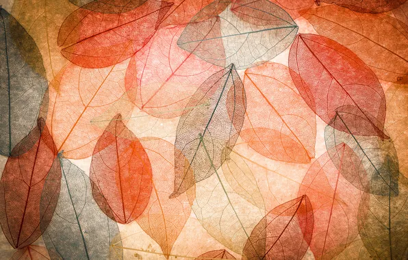 Picture leaves, background, colorful, abstract, autumn, leaves, autumn, transparent